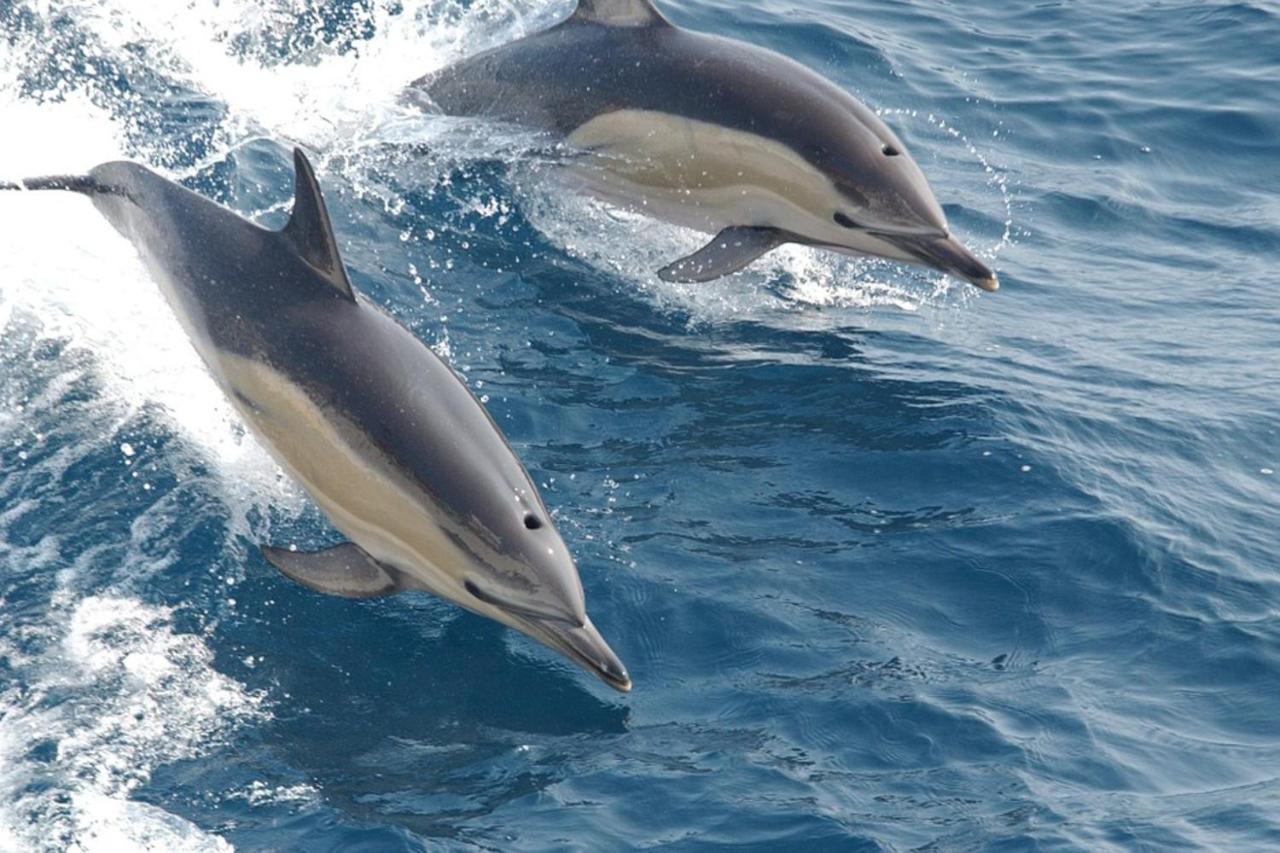 バージニアビーチ Sea La Vieヴィラ エクステリア 写真